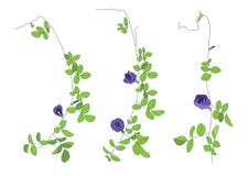 Farberbsen-Blumen Blätter zeichneten Entwurf auf weißem Hintergrund stock abbildung Farberbsen-Blumen Blätter zeichneten Entwurf auf weißem Hintergrund stock abbildung