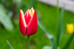Farbige Tulpe in einem Garten lizenzfreie stockbilder Farbige Tulpe in einem Garten lizenzfreie stockbilder