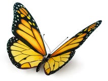 Farfalla Farfalla