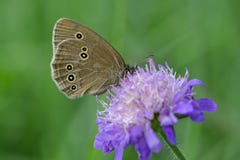 Farfalla del riccio del terreno boscoso su un fiore della vedova Fotografia Stock Farfalla del riccio del terreno boscoso su un fiore della vedova Fotografia Stock