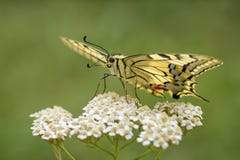 Farfalla di coda di rondine del vecchio mondo - machaon di Papilio Fotografia Stock Libera da Diritti Farfalla di coda di rondine del vecchio mondo - machaon di Papilio Fotografia Stock Libera da Diritti