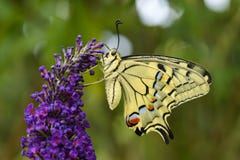 Farfalla di coda di rondine del vecchio mondo - machaon di Papilio Immagine Stock Farfalla di coda di rondine del vecchio mondo - machaon di Papilio Immagine Stock