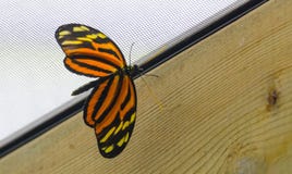 Farfalla di ismenius di Tiger Longwing Heliconius immagine stock Farfalla di ismenius di Tiger Longwing Heliconius immagine stock