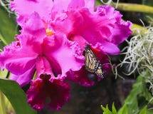 Farfalla di monarca che si alimenta le orchidee immagini stock libere da diritti Farfalla di monarca che si alimenta le orchidee immagini stock libere da diritti
