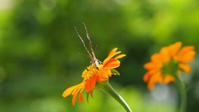 Farfalla e fiori arancio Farfalla e fiori arancio