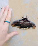 Farfalla gigante con gli occhi dipinti sopra le ali, pendenti contro una parete, nelle prime ore del mattino fotografia stock Farfalla gigante con gli occhi dipinti sopra le ali, pendenti contro una parete, nelle prime ore del mattino fotografia stock