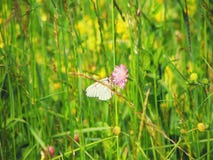 Farfalla sui fiori selvaggi di umbala fotografia stock libera da diritti Farfalla sui fiori selvaggi di umbala fotografia stock libera da diritti