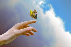 Farfalla, volante al cielo Immagine Stock Farfalla, volante al cielo Immagine Stock
