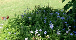 Farfalle che volano vicino ai fiori in cespuglio immagini stock libere da diritti Farfalle che volano vicino ai fiori in cespuglio immagini stock libere da diritti
