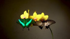 Farfalle su un fiore Farfalle su un fiore