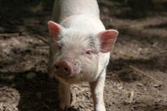 Farm Animal Piglet Young Domestic,  Swine Stock Image