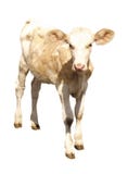 Farm Animals - Calf cow isolated on white background royalty free stock images Farm Animals - Calf cow isolated on white background royalty free stock images