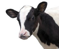 Farm Animals - Calf cow isolated on white background stock photo Farm Animals - Calf cow isolated on white background stock photo