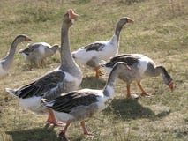A many goose eats grass royalty free stock photo A many goose eats grass royalty free stock photo