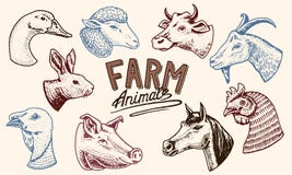 Farm Animals. Head Of A Domestic Horse Pig Goat Cow Alpaca Llama Rabbit Sheep. Logos Or Emblems For Signboard. Set Of Stock Images