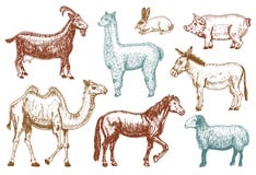 Farm Cute Animal Big Set. Vector Illustration. Camel, Horse, Goat, Pig, Donkey, Mountain Sheep, Llama Or Alpaca, Turkey Royalty Free Stock Photo