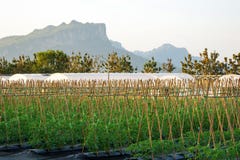 Farm field agronomy background natural forest. Royalty Free Stock Photography Farm field agronomy background natural forest. Royalty Free Stock Photography