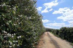 Farm flowered coffee plantation in Brazil stock images Farm flowered coffee plantation in Brazil stock images