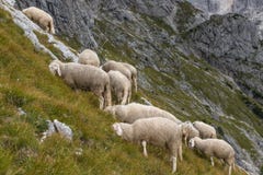 Farm sheep on the mountainside, Alps, Slovenia royalty free stock images Farm sheep on the mountainside, Alps, Slovenia royalty free stock images