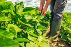 Farm worker standing in soybean field stock photography Farm worker standing in soybean field stock photography