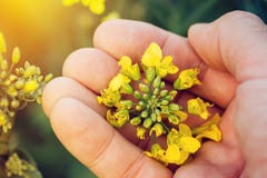 Farmer agronomist holding rapeseed canola flower Royalty Free Stock Photo Farmer agronomist holding rapeseed canola flower Royalty Free Stock Photo