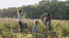 Farmer with children harvesting organic sweet potato on the field of eco farm. stock footage Farmer with children harvesting organic sweet potato on the field of eco farm. stock footage