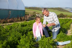 Farmer With Daughter Harvesting Organic Carrot Crop On Farm royalty free stock photo Farmer With Daughter Harvesting Organic Carrot Crop On Farm royalty free stock photo