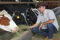 Farmer Feeding Cows Royalty Free Stock Photography Farmer Feeding Cows Royalty Free Stock Photography