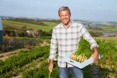 Farmer Harvesting Organic Carrot Crop On Farm royalty free stock image Farmer Harvesting Organic Carrot Crop On Farm royalty free stock image