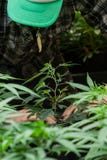 Farmer with his marijuana crop Stock Photography Farmer with his marijuana crop Stock Photography