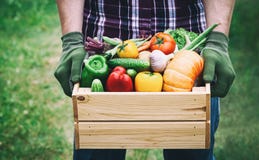 Farmer holds in his hands a wooden box with a vegetables produce on the green background. Fresh and organic food