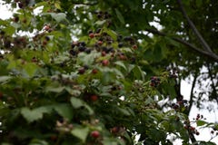 Farmer picking blackberries on a farmBlack fragrant raspberry is amazing with its fruits stock photography Farmer picking blackberries on a farmBlack fragrant raspberry is amazing with its fruits stock photography