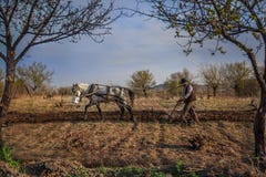 Farmer plowing the field with his white horse outside of the city of Nevsehir, in Turkey. stock photography Farmer plowing the field with his white horse outside of the city of Nevsehir, in Turkey. stock photography
