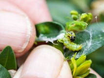 Farmer removes caterpillar of insect pest Royalty Free Stock Photos Farmer removes caterpillar of insect pest Royalty Free Stock Photos