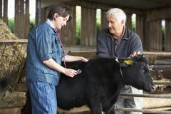 Farmer With Vet Examining Calf