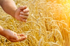 The farmer on a wheat field checks the maturity of wheat grain. Rich harvest Concept. stock images The farmer on a wheat field checks the maturity of wheat grain. Rich harvest Concept. stock images