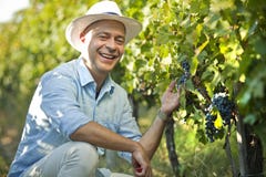 Winemaker smiling in vineyard holding grape bunch royalty free stock image Winemaker smiling in vineyard holding grape bunch royalty free stock image