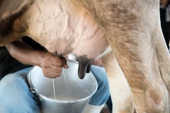 Farmer worker hand milking cow in cow milk farm.