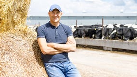 Farmer working on farm with dairy cows stock photography Farmer working on farm with dairy cows stock photography