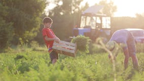 Farmer με τα παιδιά που συγκομίζουν την οργανική συγκομιδή καρότων στον τομέα του αγροκτήματος eco απόθεμα βίντεο Farmer με τα παιδιά που συγκομίζουν την οργανική συγκομιδή καρότων στον τομέα του αγροκτήματος eco απόθεμα βίντεο