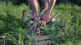 Farmer με το κρεμμύδι οικογενειακής επιλογής στον τομέα του οργανικού αγροκτήματος απόθεμα βίντεο Farmer με το κρεμμύδι οικογενειακής επιλογής στον τομέα του οργανικού αγροκτήματος απόθεμα βίντεο