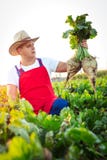 Farmer που ελέγχει την ποιότητα των σακχαρότευτλων στοκ φωτογραφία Farmer που ελέγχει την ποιότητα των σακχαρότευτλων στοκ φωτογραφία