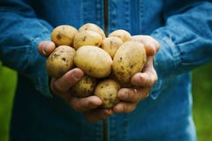 Farmer που κρατά στα χέρια τη συγκομιδή των πατατών στον κήπο οργανικά λαχανικά καλλιέργεια στοκ εικόνες Farmer που κρατά στα χέρια τη συγκομιδή των πατατών στον κήπο οργανικά λαχανικά καλλιέργεια στοκ εικόνες