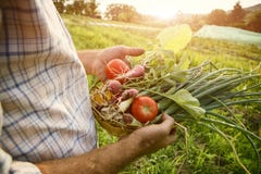 Farmer που κρατά τα φρέσκα επιλεγμένα λαχανικά Στοκ Εικόνα Farmer που κρατά τα φρέσκα επιλεγμένα λαχανικά Στοκ Εικόνα