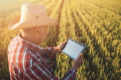 Farmers With Tablet In A Wheat Field. Smart Farming Stock Images