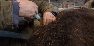 Farming injecting sick cow with vaccine royalty free stock images Farming injecting sick cow with vaccine royalty free stock images