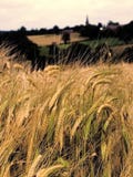 Farmland With Cereal Crops Stock Image Farmland With Cereal Crops Stock Image