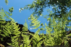Farn verlässt gegen einen klaren blauen Himmel stockfoto Farn verlässt gegen einen klaren blauen Himmel stockfoto