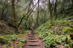 Farn zeichnete Wanderweg, Sugarloaf Ridge State Park, Sonoma County, Kalifornien lizenzfreie stockbilder Farn zeichnete Wanderweg, Sugarloaf Ridge State Park, Sonoma County, Kalifornien lizenzfreie stockbilder