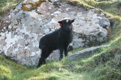 Faroese landscape with Cute little lamb stock photos Faroese landscape with Cute little lamb stock photos